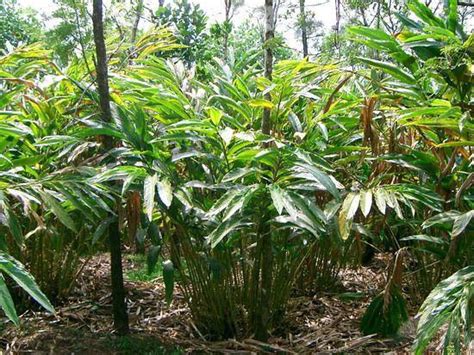 How To Grow Cardamom Growing Cardamom Elaichi Balcony Garden Web