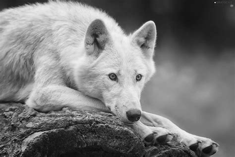 Grayscale Rocks White Wolf 2048x1365