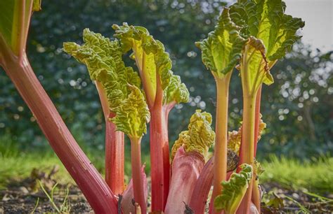 Sunrise Rhubarb Food Gardening Network