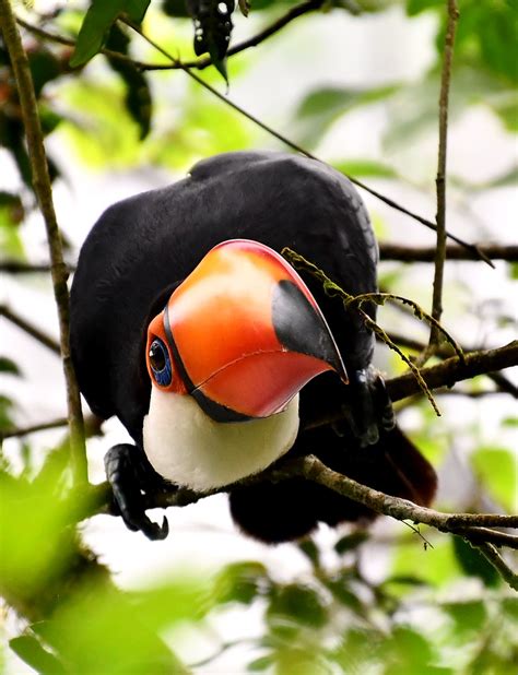A Toco Toucan Takes A Keen Interest In The Camera Lens Iguazu Falls