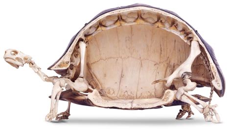 Shell Less Ancestor Of Turtles Revealed Through Holes In Its Head Cnet