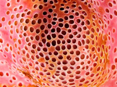 Scientists Discover Why You Really Have Trypophobia Aka The Fear Of Tiny Holes