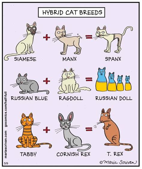 Mystery Fanfare: Cartoon of the Day: Hybrid Cat Breeds
