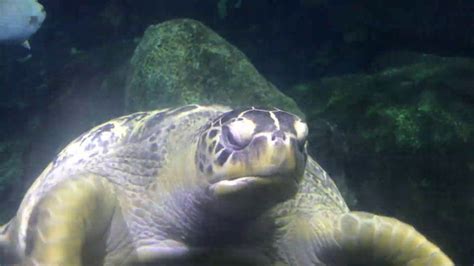 Aquarium Sea Turtle Hd Youtube