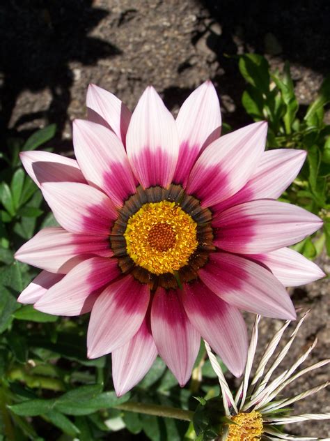 The genus occurs in south africa, swaziland, mozambique. File:Gazania flower 002.jpg - Wikimedia Commons