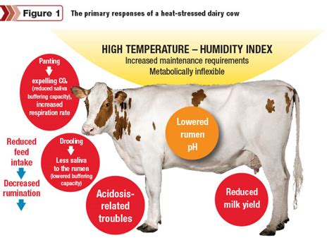 Heat Challenged Cows Hate Hot Spoiled Rations Progressive Dairy Ag Proud