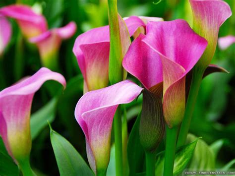 Update More Than 73 Calla Lily Wallpaper In Cdgdbentre