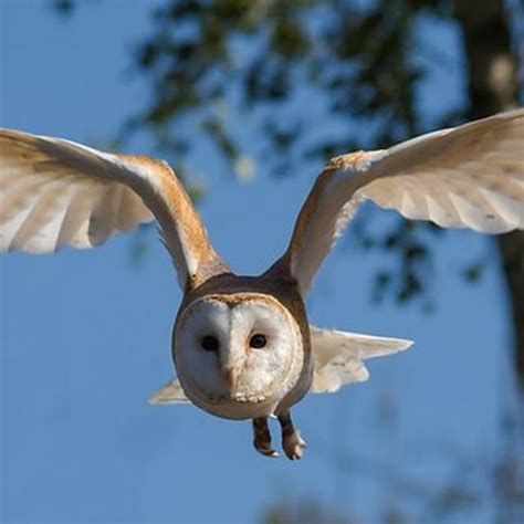 ꦕꦼꦛ, ejaan bahasa jawa latin: 27+ Gambar Burung Hantu Tanpa Warna - Richa Gambar