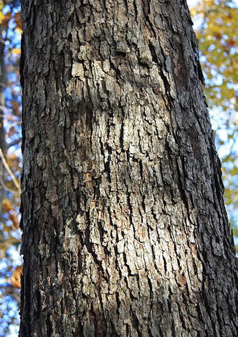 Omekactl Uvm Tree Profiles White Oak White Oak Identification