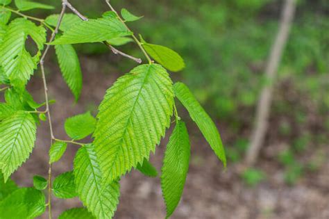 American Elm Yale Nature Walk