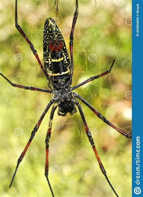 Red Legged Golden Orb Weaver Spider Female Nephila Inaurata