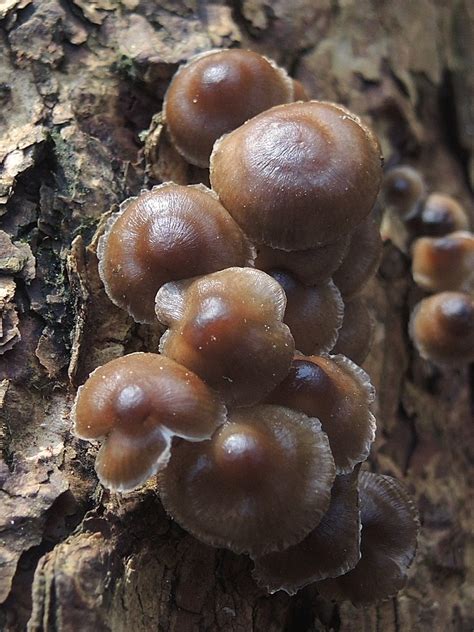 Wer genau hinsieht, kann sie entdecken: Pilze auf Totholz im Britzer Garten, Berlin, NGIDn18757576 ...