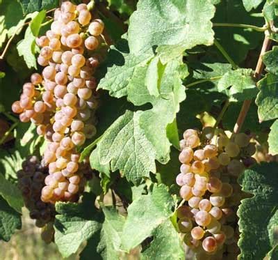 Calais wines are sold only at the winery (with few exceptions.) a great stop for those who want to experience some of the very best texas wines. Things To Do In Dallas Tonight: July 24 - D Magazine