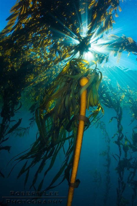 Pin On Kelp