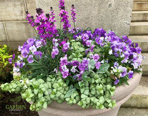 Thir palette inspired us to pair spring flowers with use the mood boards below to help inspire you this season whether you're planting spring mountain laurel bloom from late spring to early summer and the flowers are often shades of pink. Purple and White Container Garden - Early Spring Flowers