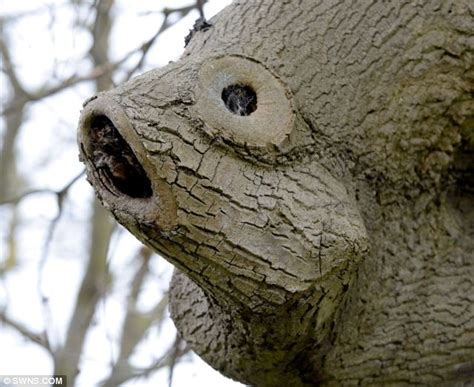 No person may construct or use a permanent tree stand or permanent steps to a tree stand or permanent ground blind on any wildlife management area. Finding Tree-mo: Garden centre workers find twisting trunk ...