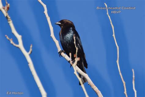 Brown Headed Cowbird Henderson Bird Viewing Preserve Ed Horton Flickr