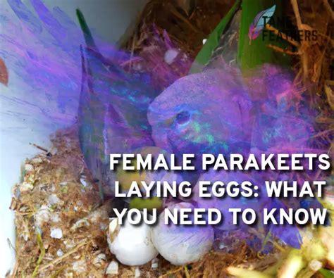 Female Parakeets Laying Eggs What You Need To Know Tame Feathers