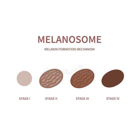 Melanin Synthesis During Melanosome Maturation Process Diagram Stock