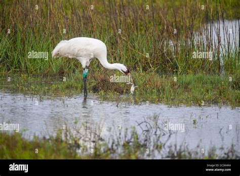 Whooping Crane Grus Americana Adult Eating A Captured Blue Crab