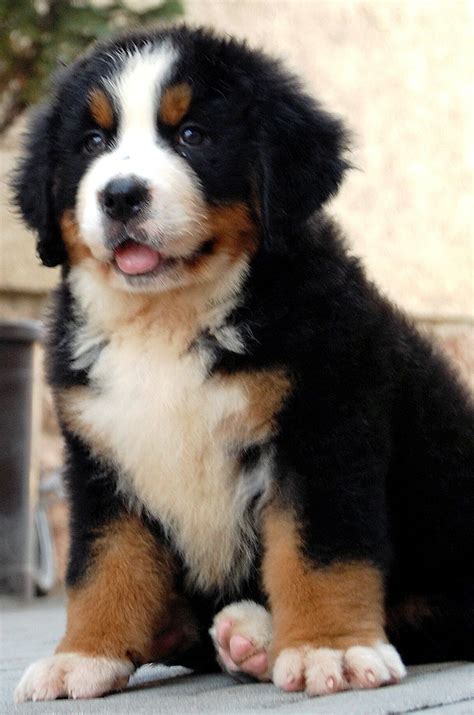 Berner Puppy Bernese Mountain Dog Puppy Puppies Mountain Dogs
