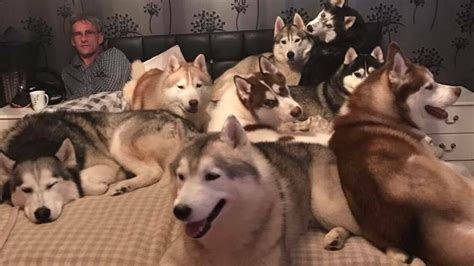 Here Is Definitive Proof That Theres No Such Thing As Too Many Huskies