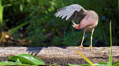 Mata minus pada pekerjaan pt : Green heron in Washington Park Arboretum in Seattle, Washington (© Caren Brinkema/SuperStock ...