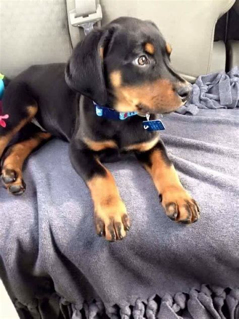 Black And Tan Coonhound Mix Puppy Coonhound Puppies Dog Love