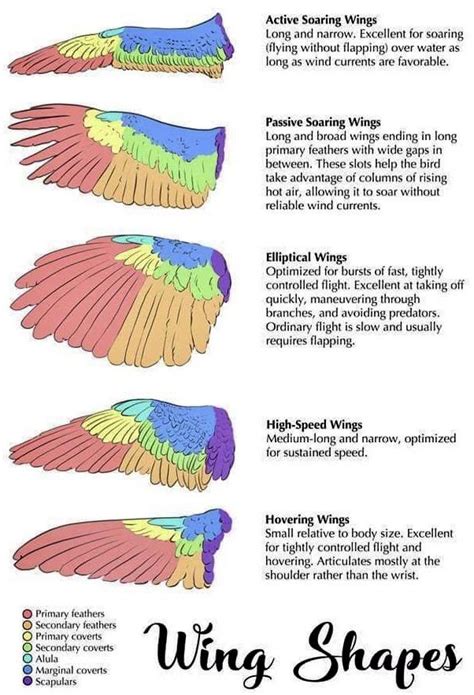 Detailed Guide To Different Types Of Bird Wings And Their Functional