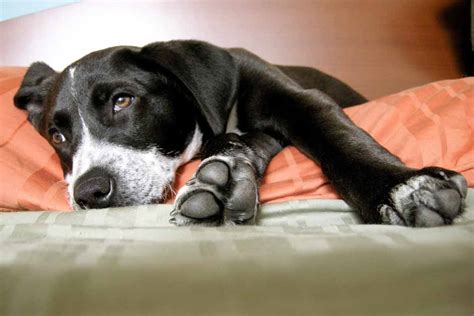 How Long Do Dogs Sleep Per Day Its More Than You Think