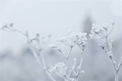 Snowconed Tree Branch Plants Ice Winter Nature Hd Wallpaper