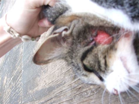 Hot spots usually start as a red spot on your dog's skin. Cat With Bloody Patches Of Hairless Skin! Disease or ...