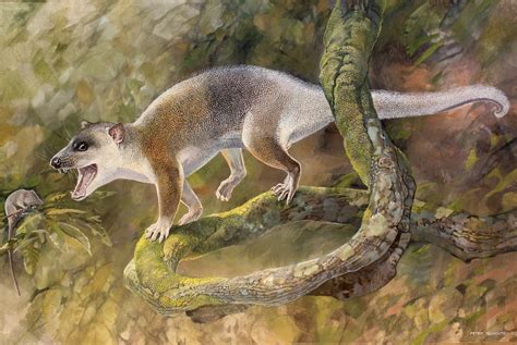 Ancient Marsupial Relative Was Tree Climbing Oddball