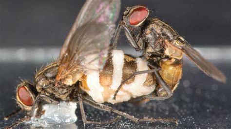 Mind Controlling Fungus Makes Male Flies Mate With Dead Infected