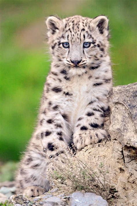 Snow Leopard Snow Leopard Baby Snow Leopard Big Cats Snow Leopard