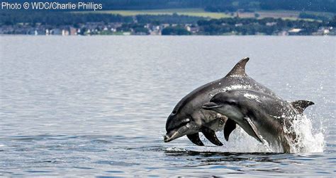 Vacation rentals in moray firth. Moray Firth dolphins are Scotland's favourite cetaceans ...