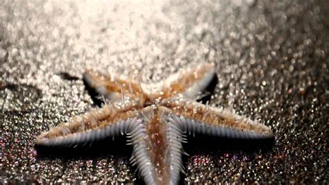 Starfish Tentacle Movement Sachinarosario Youtube
