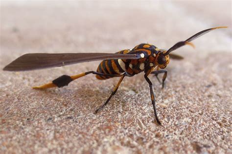 Texas Wasp Moth Horama Panthalon Order Lepidoptera Famil Flickr
