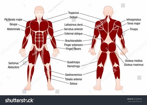 The upper back is a complex area containing a number of muscles that perform various actions on the scapulae (shoulder blades) and humerus. Muscle Chart Accurate Description Most Important Stock ...