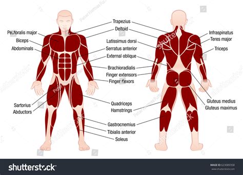 Choose from a nice collection of body outline front and back worksheets. Muscle Chart Accurate Description Most Important Stock Vector 623089358 - Shutterstock