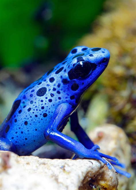 The Beautiful Blue Dart Frog Colorful Animals Nature Animals Cute