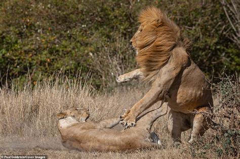 This Is For My Cubs Lioness Mother Smacks Lion On The Jaw After It
