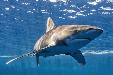 Top 5 Deadliest Sharks The Weekly Wave