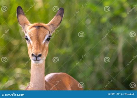 Closeup Shot Of A Cute Baby Antelope Stock Image Image Of Wilderness