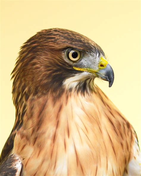 Red Tailed Hawk Portrait From An Audubon Meeting Last Nigh Flickr