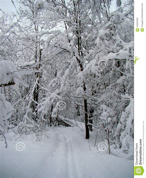 Forest Trees After The Heavy Snowfall Stock Photo Image Of Twigs