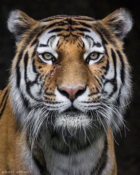 Nature Wildlife And Adventure 🐆 On Instagram Portraits Of The Big Cats