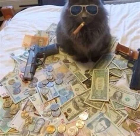 Pin By Socks On Oc《 Yukari Cat Memes Thug Life Cat Funny Memes