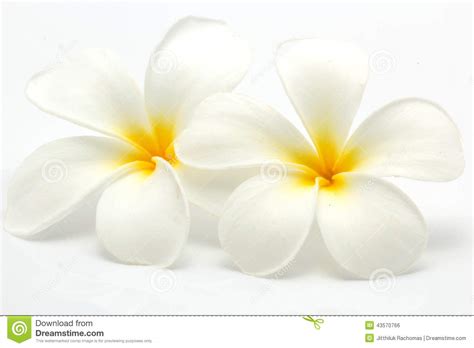 Free for commercial use no attribution required high quality images. araliya flower clipart 10 free Cliparts | Download images ...