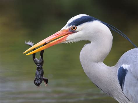 Breeding in africa, eurasia, oriental region: Bill's Birding: Heron vs Frog